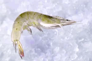 Camarón entero/Whole shrimp