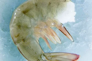 Camarón sin Cabeza /Head off shell on shrimp